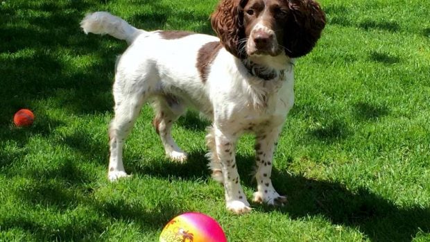 Perro con pelota