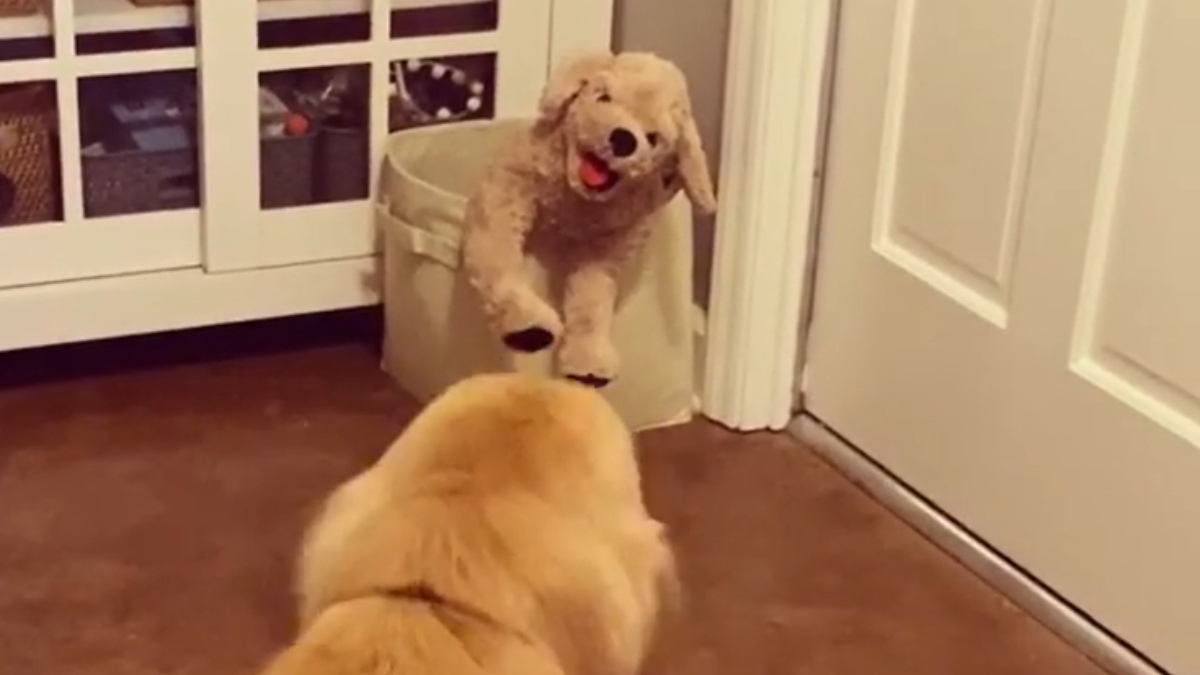 Instagram: La increíble reacción de un perro al descubrir su nuevo juguete