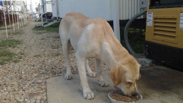 Perro de raza grande