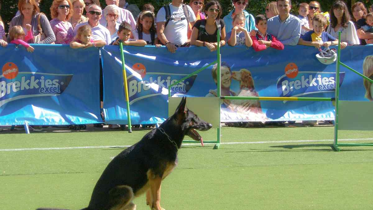 ¿Es bueno para tu mascota ir a una exhibición?