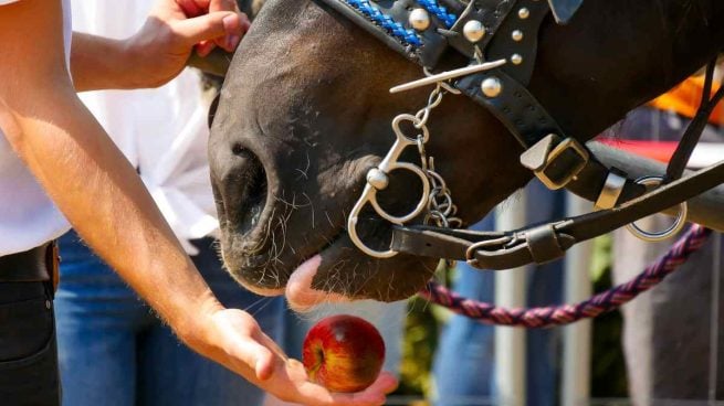 Caballo comiendo