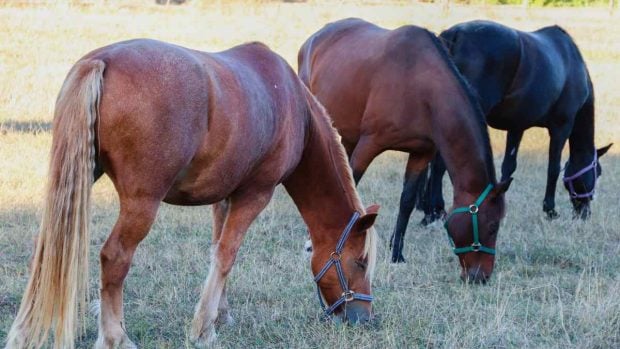 Nutrientes para tu caballo