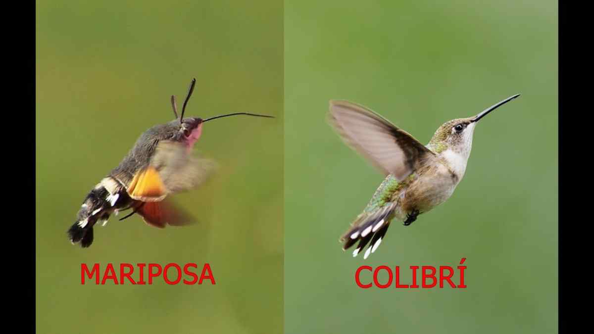 ¿Sabes cómo es la mariposa colibrí?