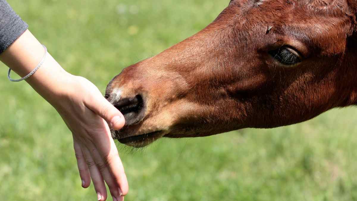 Beneficios de la sal para caballos