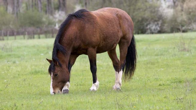 Cádiz, Huelva y Sevilla tienen ¡19 caballos contagiados por el Virus del Nilo!.