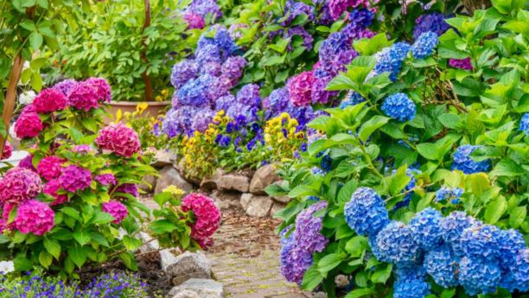 Verano 2022: 12 flores de verano para decorar tu casa y jardín