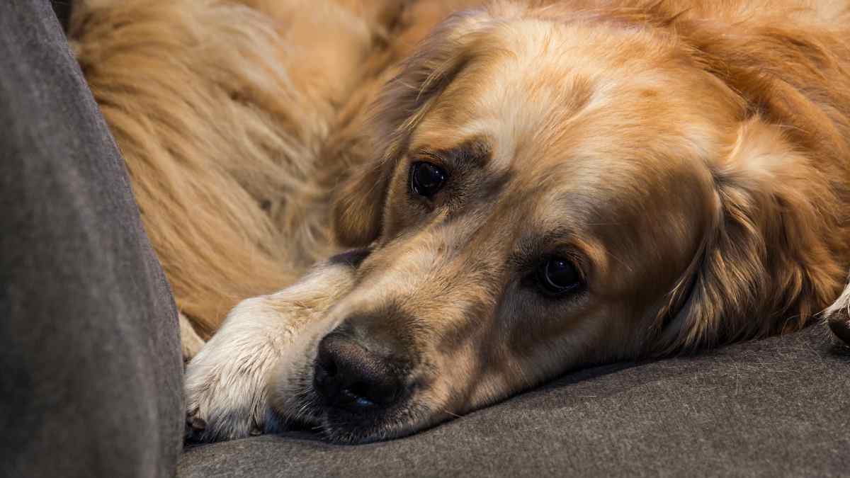 ¿Cómo afecta el cortisol en perros?