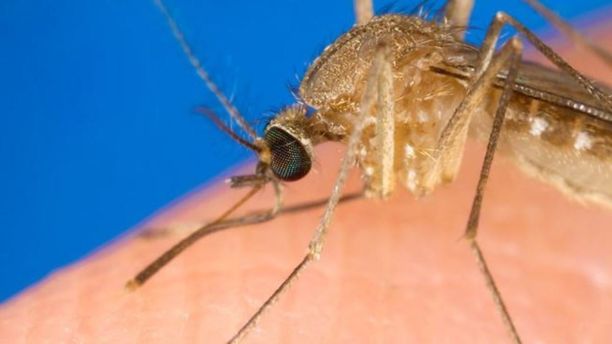 Cómo aplicar correctamente el repelente de mosquitos