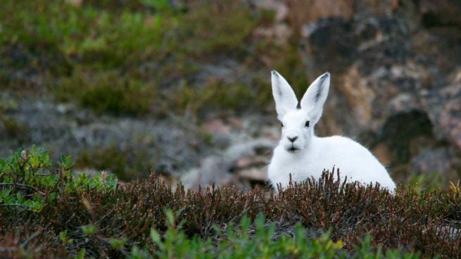 Conejos en Australia