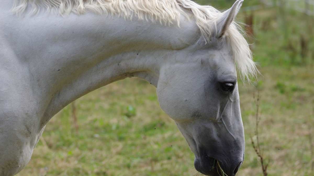 Enfermedades caballo: la tiña