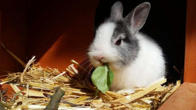 Conejo come espinaca