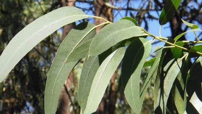 Descubre las ventajas de añadir hojas de eucalipto en la bañera