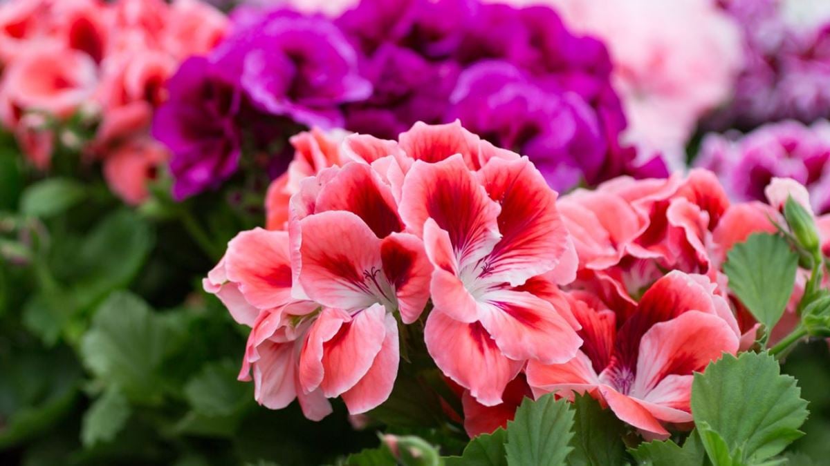 Los geranios son una de las flores más bonitas y coloridas