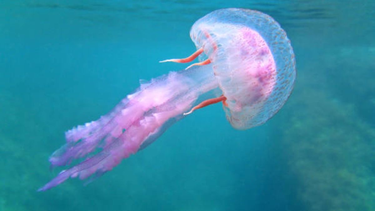 hacer medusas materiales para los niños