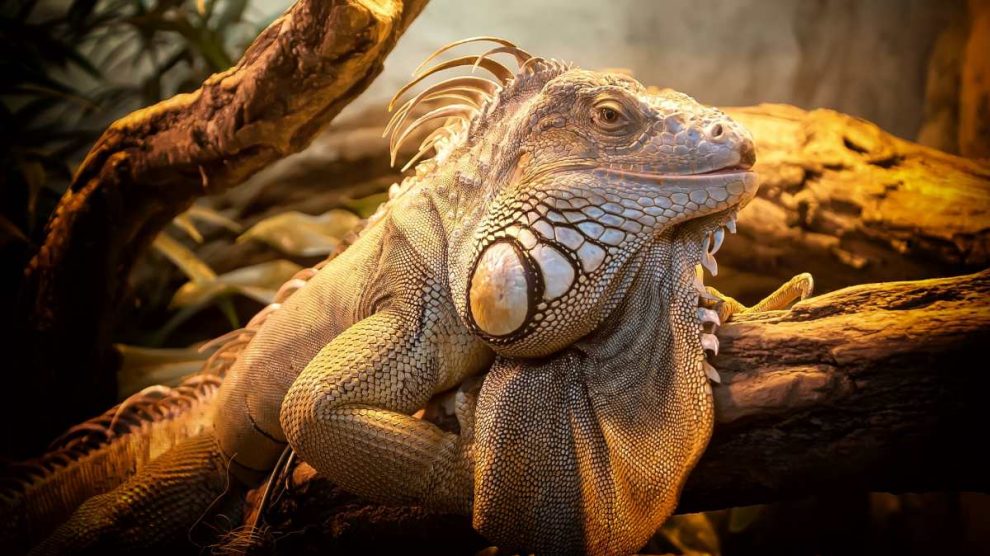 Especies de reptiles y su supervivencia