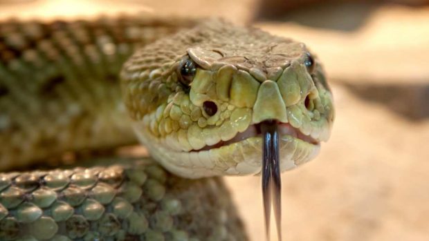 Serpientes y peligro de extinción