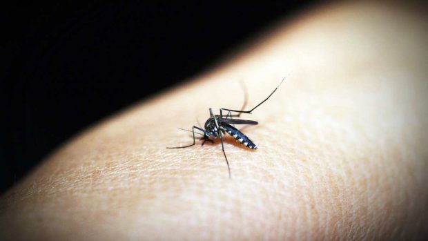 Picadura mosquito dengue