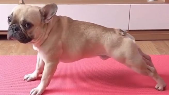 Instagram: Este es el perro instructor de yoga que triunfa en las redes sociales