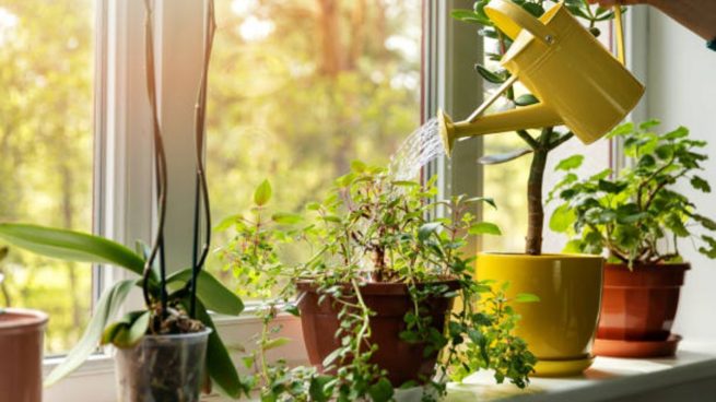plantas purificar aire casa