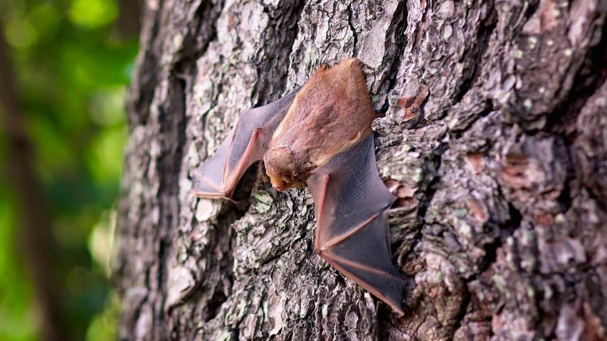Un estudio determina que el virus de la Covid-19 lleva décadas en los murciélagos