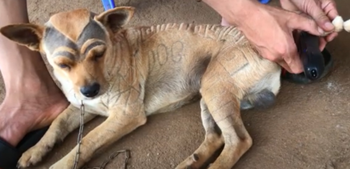 YouTube: Le corta el pelo a su perro y acaba acusado de maltrato animal