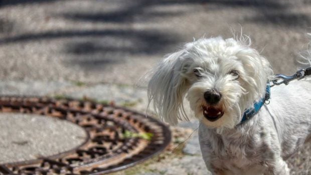 Dependencia emocional en perro