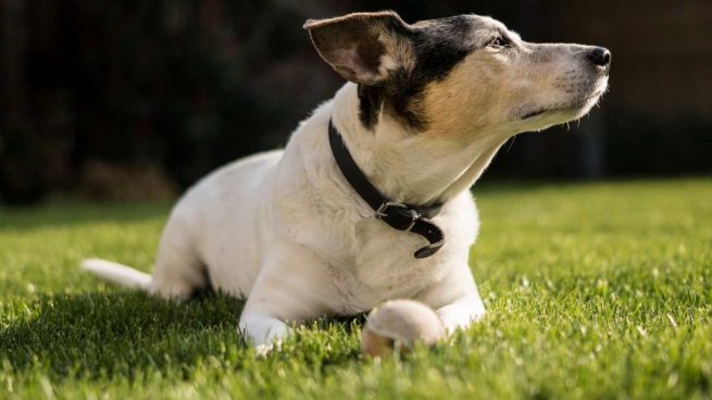 Un hombre de 60 años se queja de las cacas de perros pintando con ellas mensajes en las paredes de Albaicín