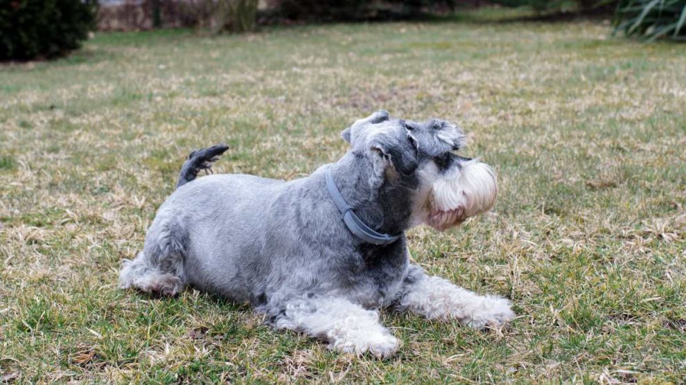 Que Hacer Para Que Los Perros No Hagan Hoyos