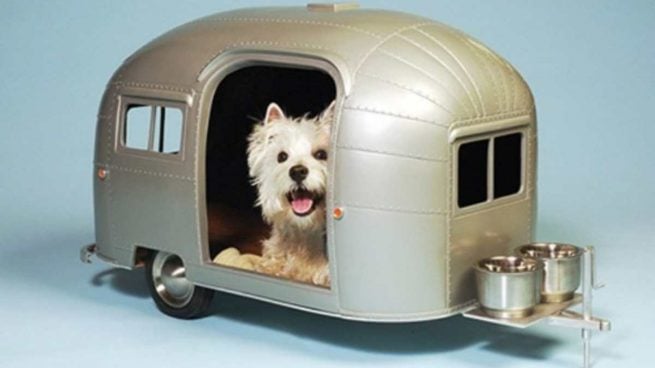 Perro en caravana