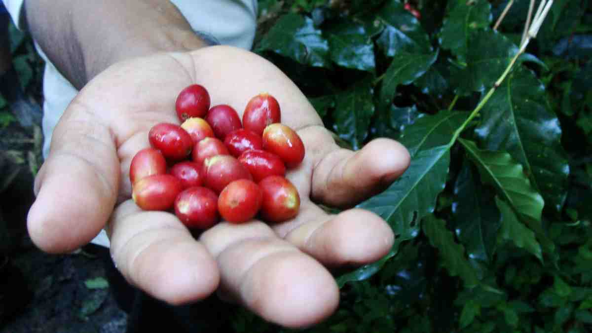 Harina de café nueva harina antioxidante, libre de gluten