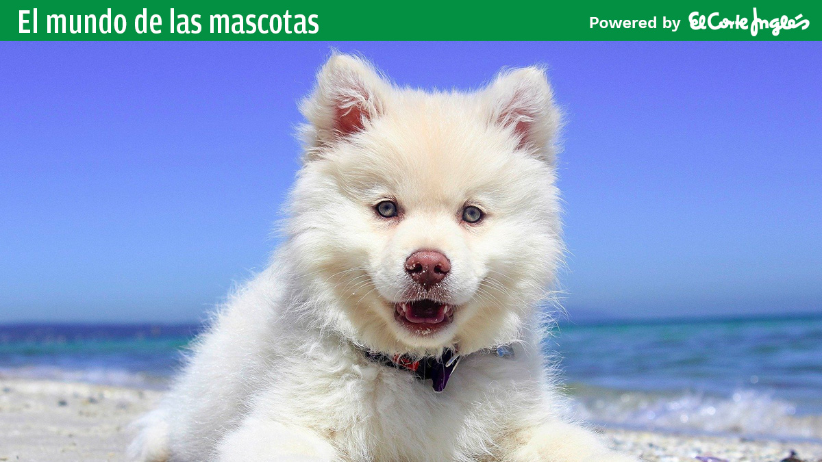 Consejos para ir a la playa con tu perro