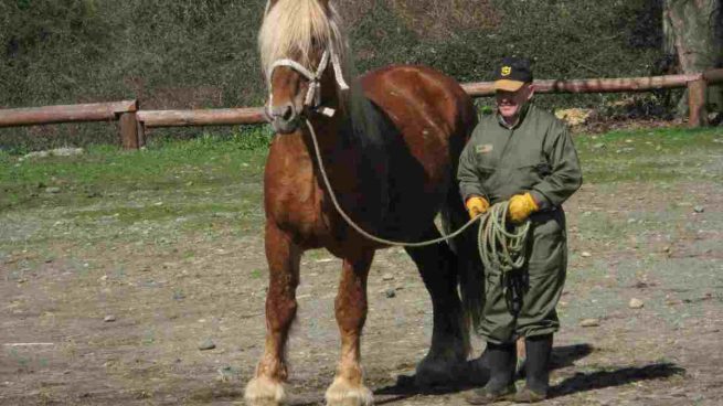 El caballo de Estonia