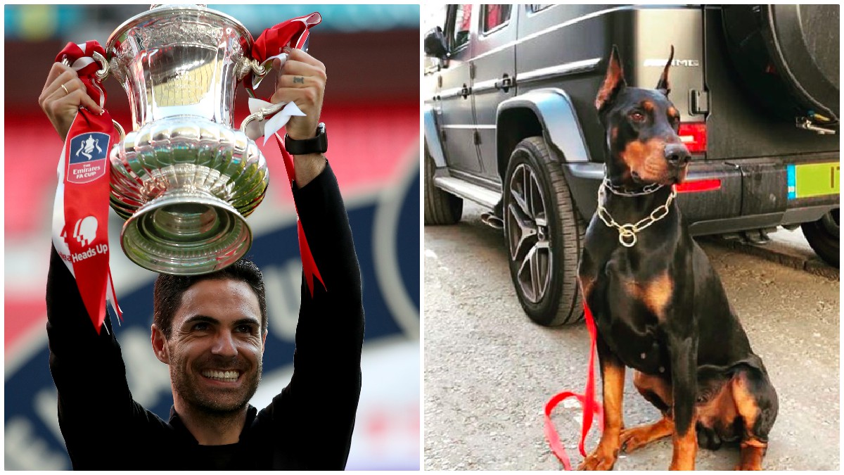 Mikel Arteta se compra un perro gurdián por 22.000 euros.