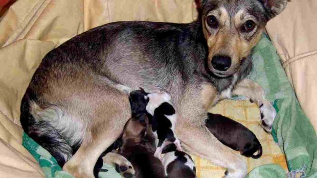 Cachorros leche materna