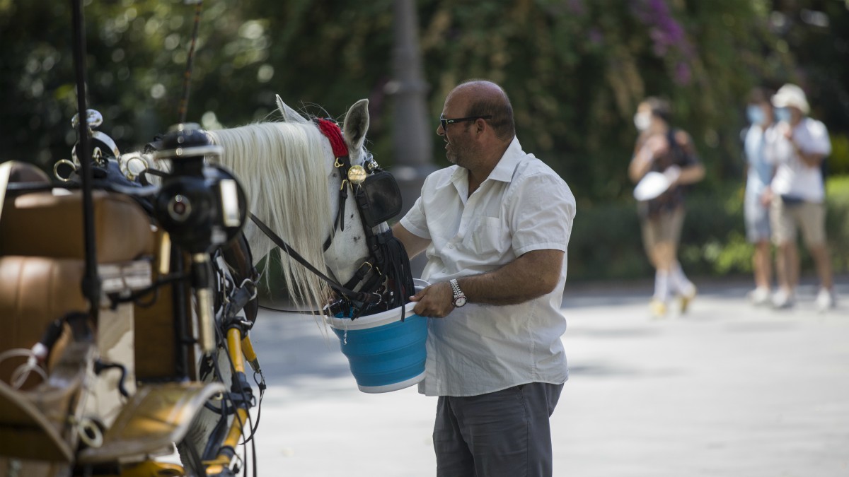 Un cochero da agua a su caballo en Sevilla durante la ola de calor africano que ha llegado este jueves a España.