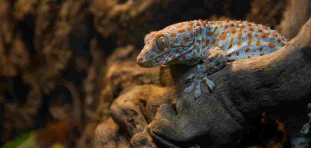 Animales curiosos: Gecko Tokay