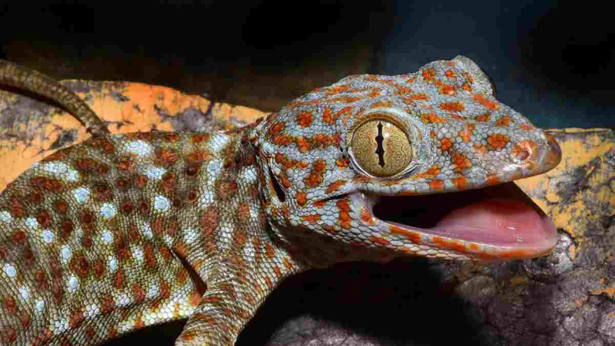 Salida virtud ajo Cómo es el reptil Gecko Tokay
