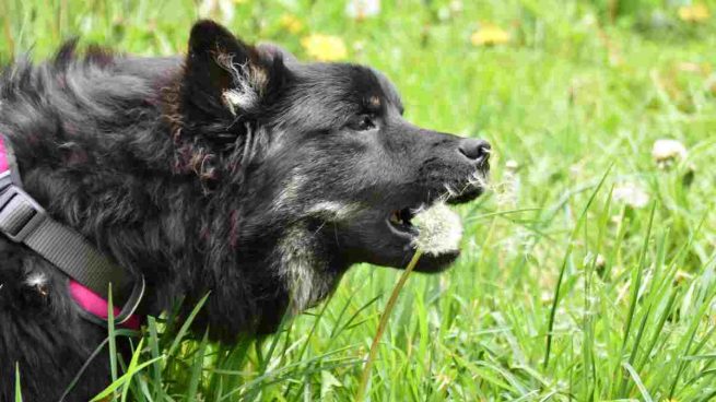 Dieta de perro