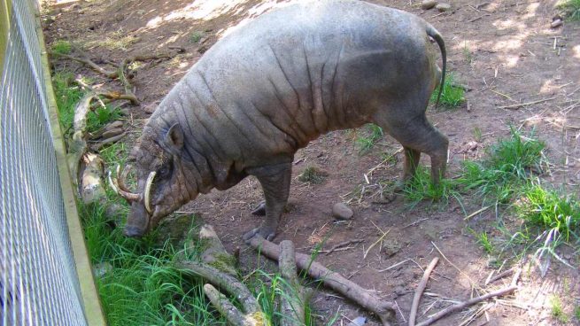 Especies curiosas: el babirusa