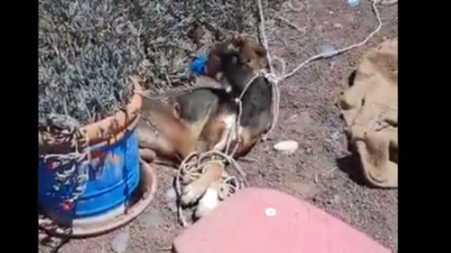 Matan a un perro por asfixia tras atarle y amordazarle con cinta aislante en una finca de Teguise