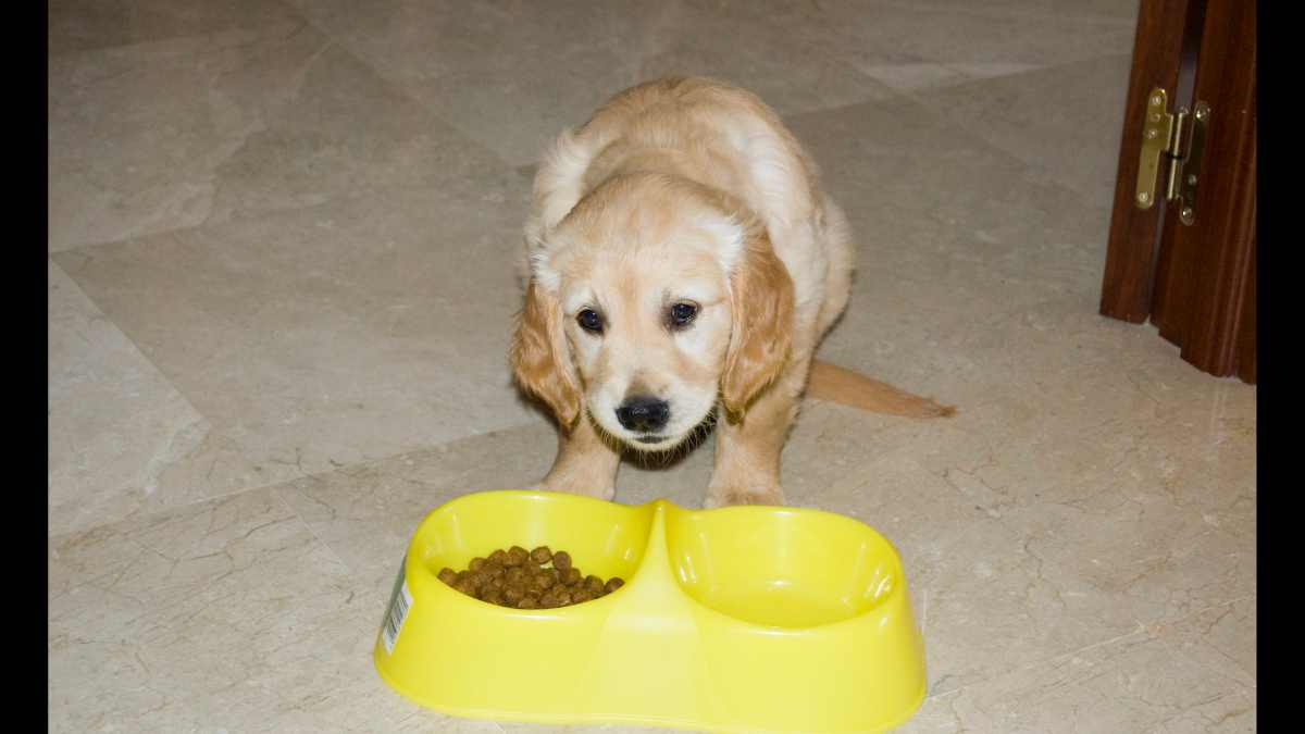 Nutrición perro: minerales