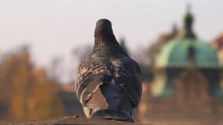 Aves desaparecen del cielo