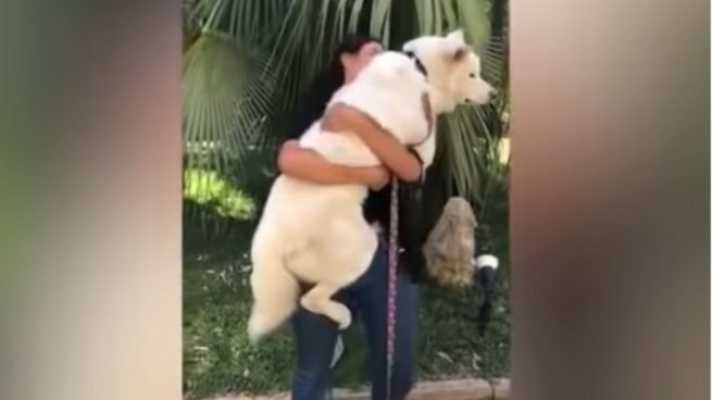 YouTube: Después de la explosión de Beirut decenas de mascotas se reencuentran con sus propietarios