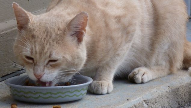 Cómo establecer un horario de comida para el gato