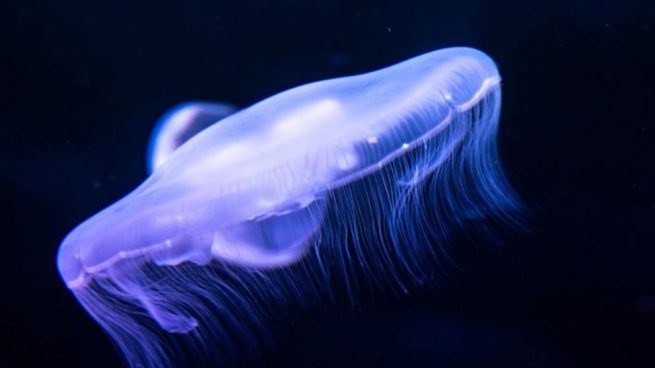 ¡Alerta de medusas! ¿Cómo debemos comportarnos?