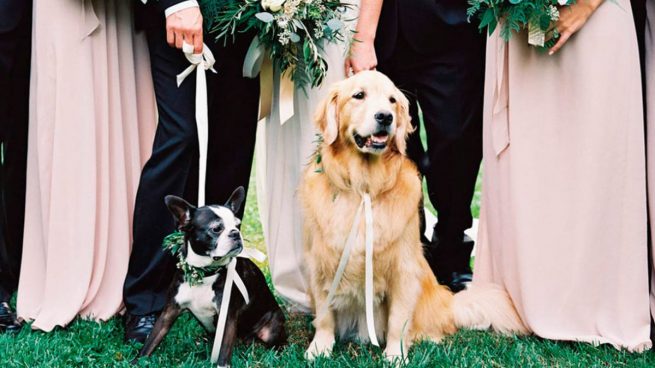 bodas con perros