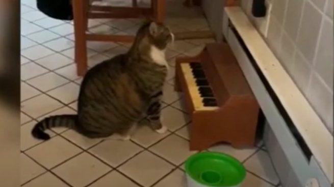 YouTube: Un gato toca el piano en señal de protesta por ponerlo a dieta