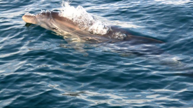 Twitter: Denuncian al piloto de una moto acuática por intentar atropellar delfines