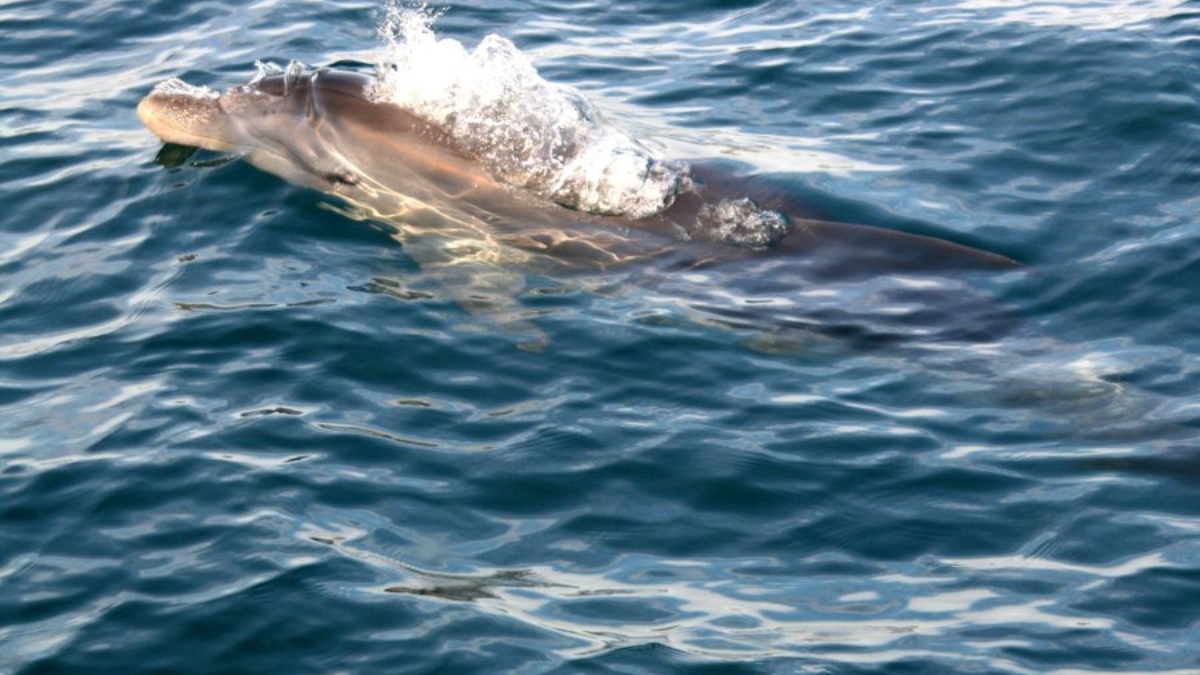 Twitter: Denuncian al piloto de una moto acuática por intentar atropellar delfines