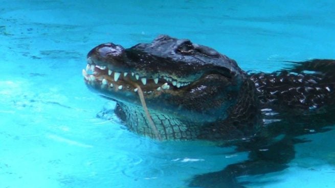 Cumple 83 años el caimán más viejo del mundo en el zoo de Belgrado